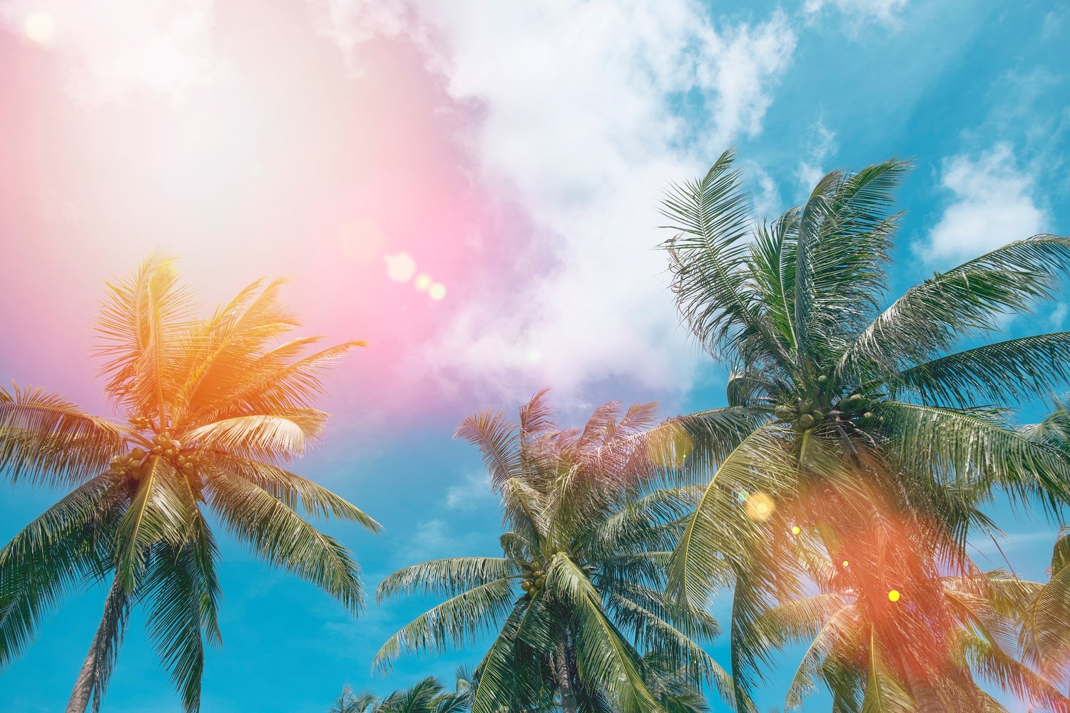 a group of palm trees under a blue sky